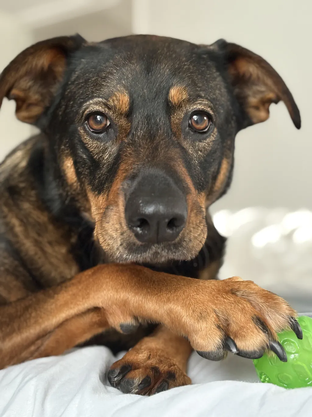 New Zealand Green Lipped Mussel Powder (for Dogs) Refill