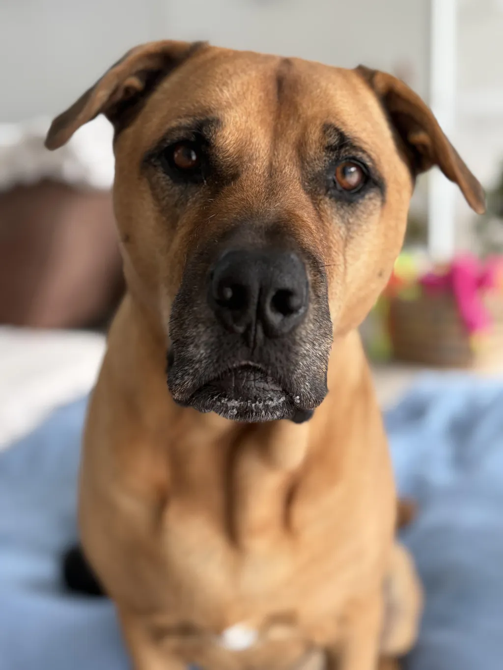 New Zealand Beef Bone Broth Powder (for Dogs) Refill