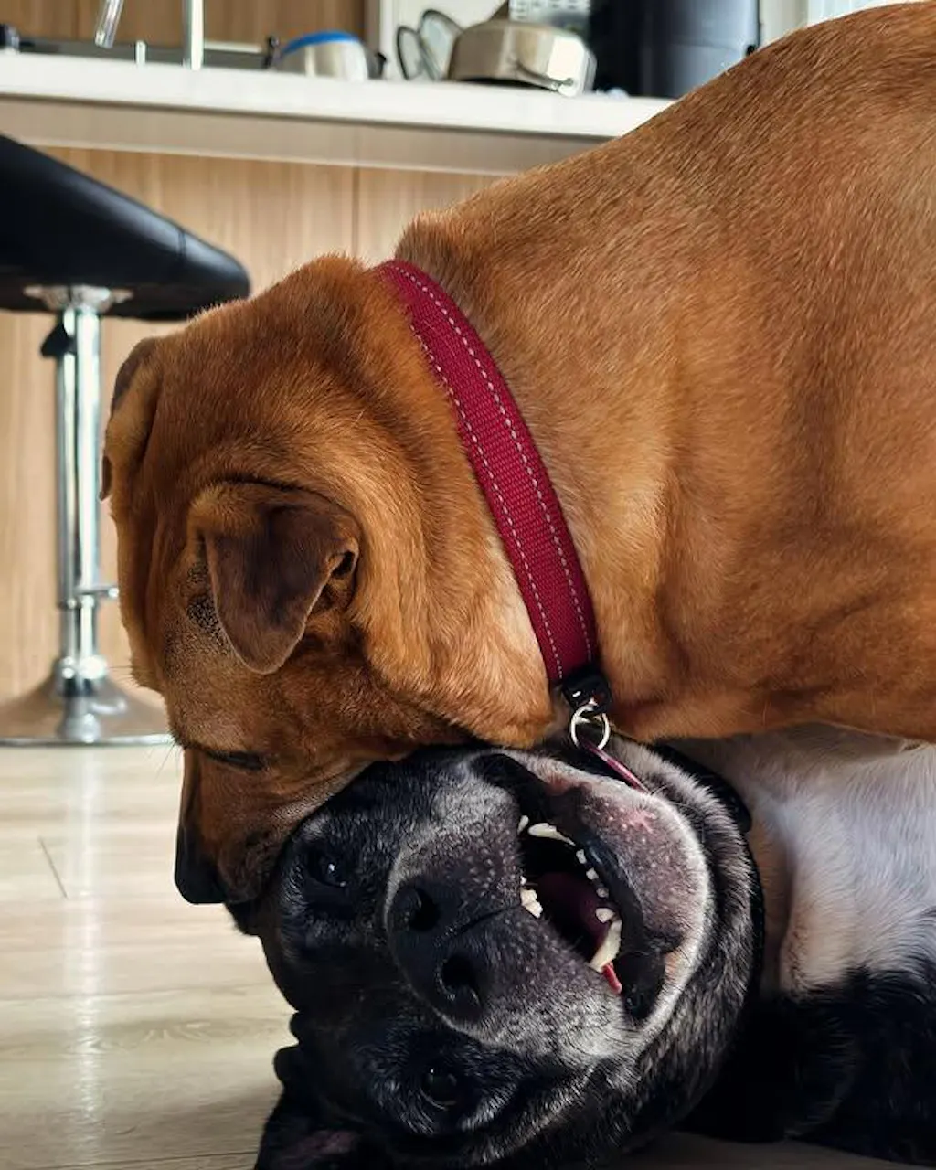 New Zealand Bee Pollen Powder