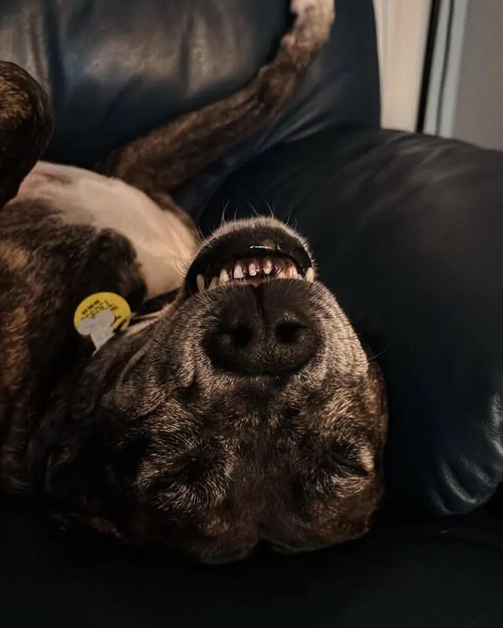 Tandem Stainless Steel Scoop