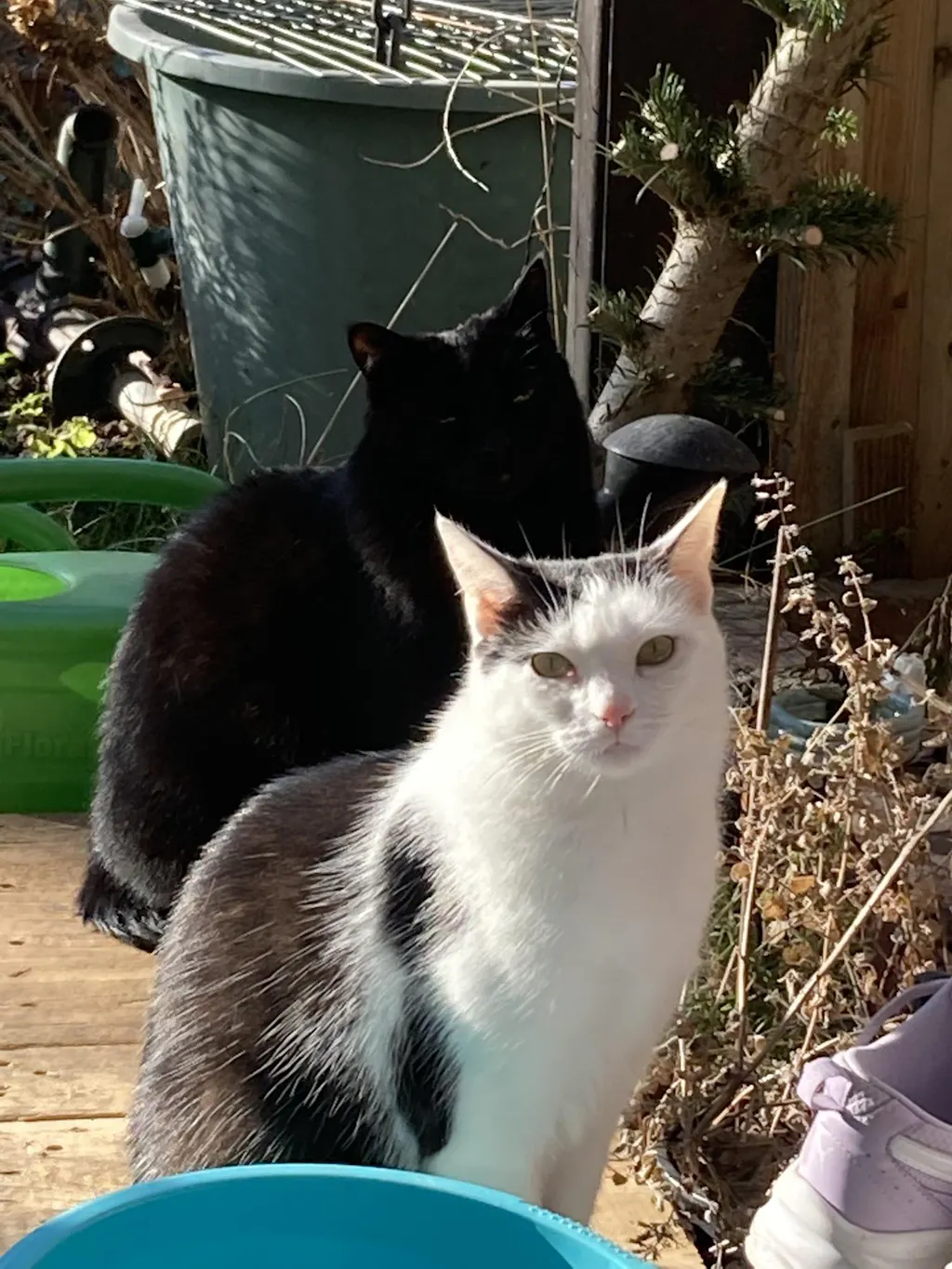 TanzTatze Aktivkollagen - Gelenkpulver zum Knorpelaufbau - 300 g