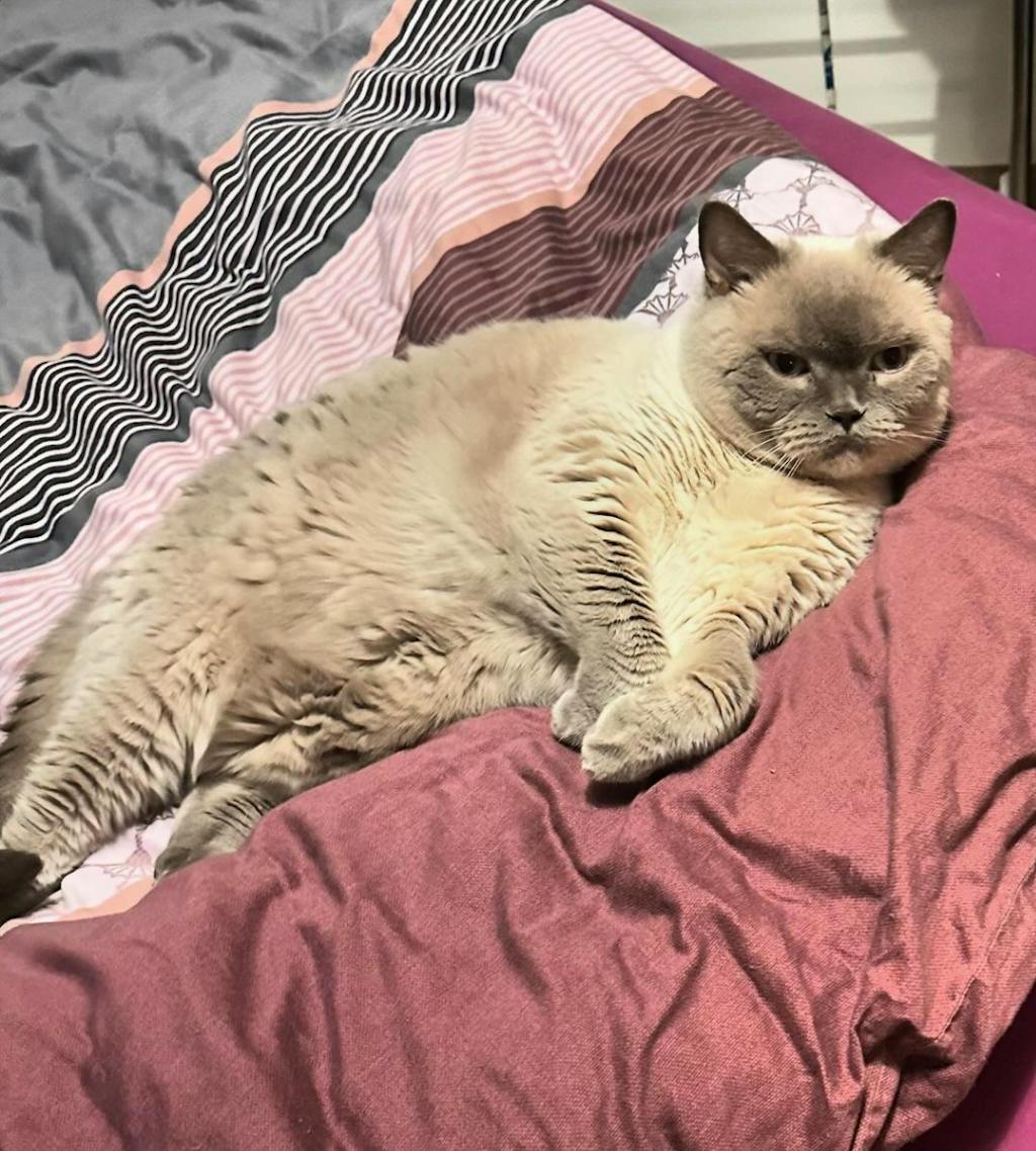 TanzTatze Aktivkollagen - Gelenkpulver zum Knorpelaufbau - 140 g