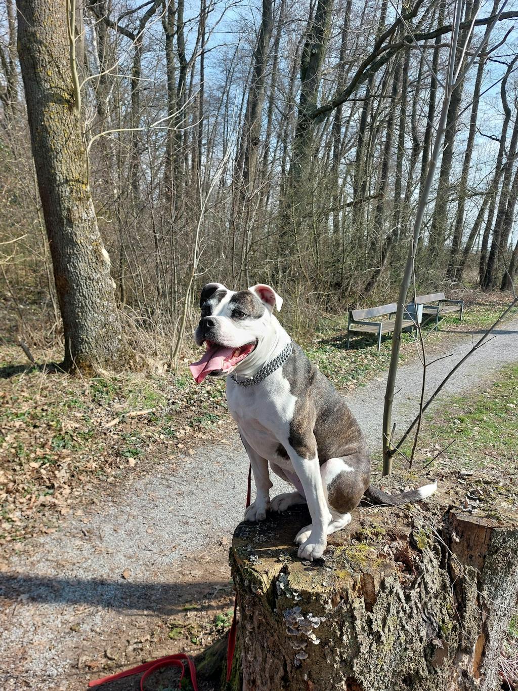 TanzTatze Aktivkollagen - Gelenkpulver zum Knorpelaufbau - 300 g