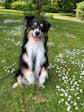 Naturligt Hundgodis - Promenad & Träning - Kanin