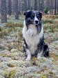 Naturligt Hundgodis Hjort Tuggrulle 15 cm