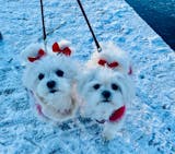 Svenskt Hundgodis Oxmatstrupe 15 cm