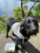 Svenskt Hundgodis Oxlunga / Nötlunga (Supertunn)