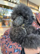 Naturligt Hundgodis Lamm Tuggrulle 15 cm