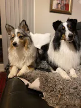 TassaFritt