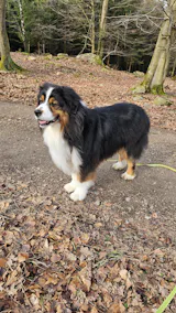 TassaFritt