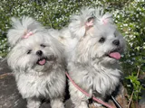 Svenskt Hundgodis - Promenad & Träning - Oxhjärta