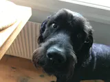 Svenskt Hundgodis Grisöron