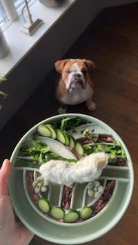 Slowfeeder TREE OF LIFE