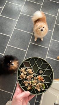 Slowfeeder TREE OF LIFE