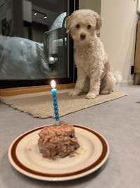 Våtfôr av hjort | til hund