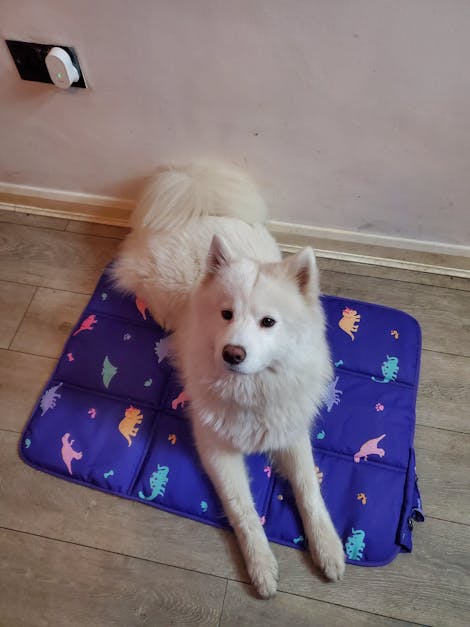 Dino Diva Settle Mat