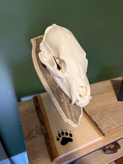 Bear Euro Mount Pedestal