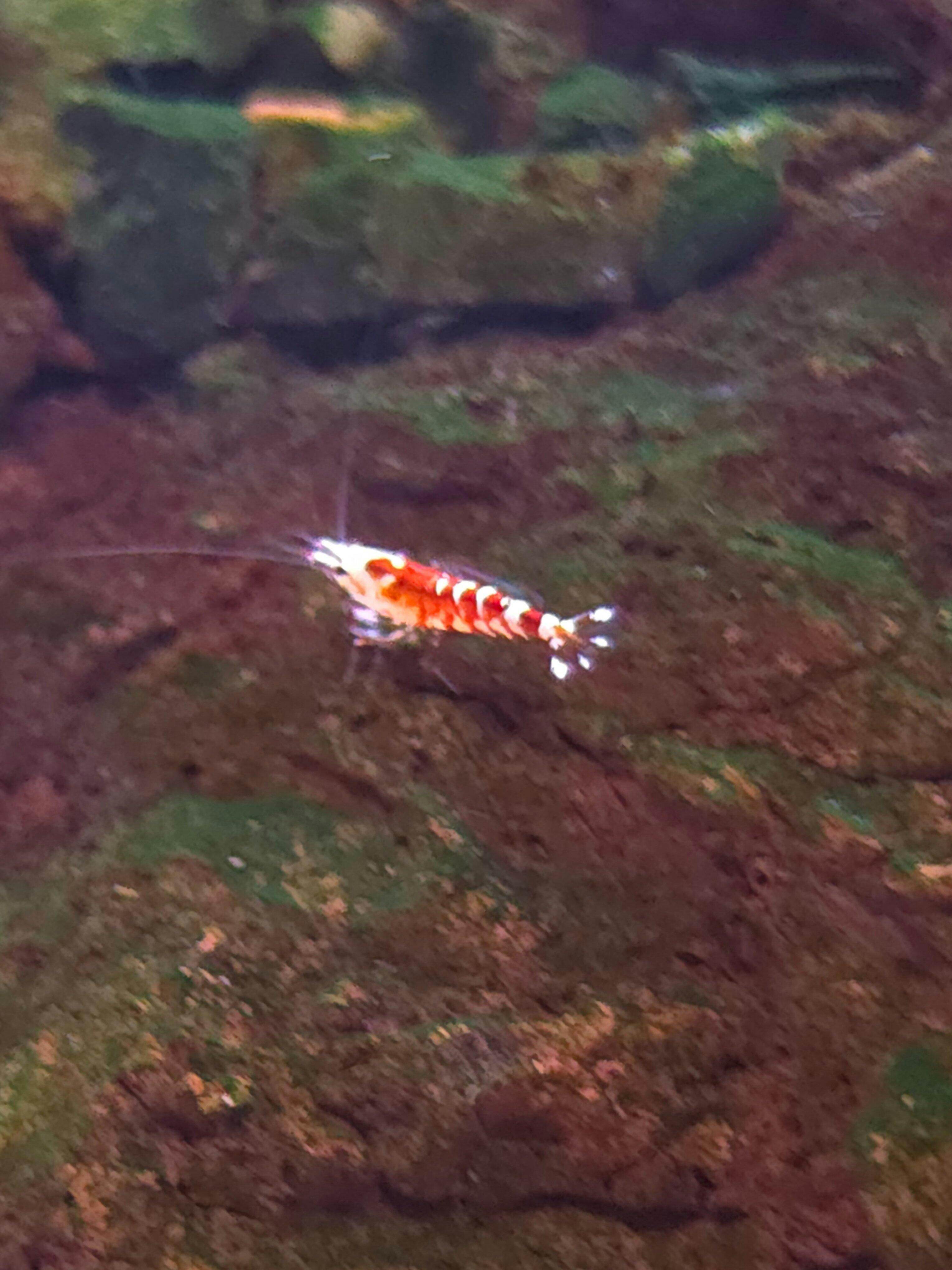 Red Fancy Tiger Caridina Shrimp | Teacher's Pet