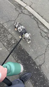 Forest Green 3 in 1 Portable Water Bottle