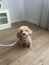 Arnés ajustable Vichy Forest