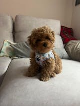 Arnés body Vichy Forest