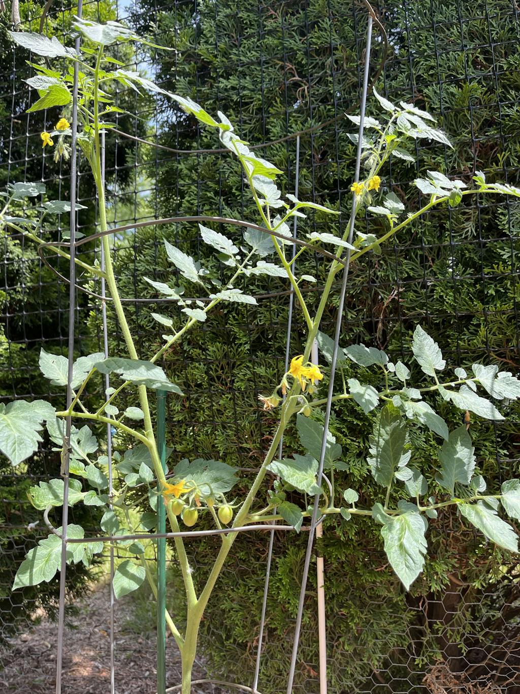 Ruby Crush Tomato Seed | Territorial Seed