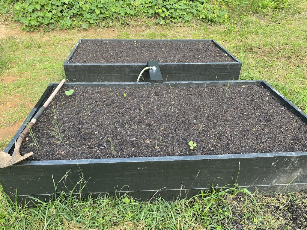 Jersey Knight Asparagus Crown Territorial Seed