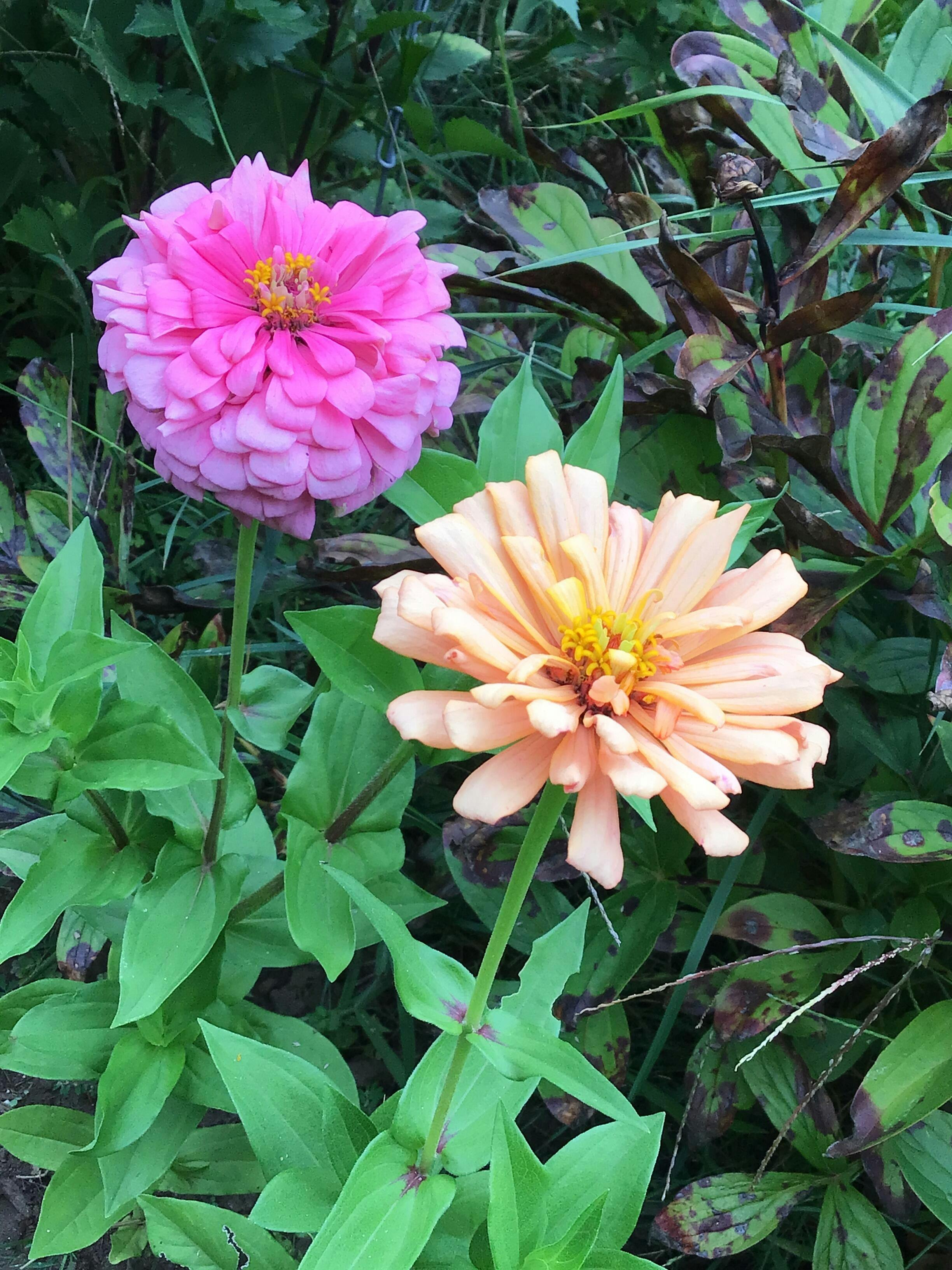 flower Art Deco Mix Zinnia Seed | Territorial Seed