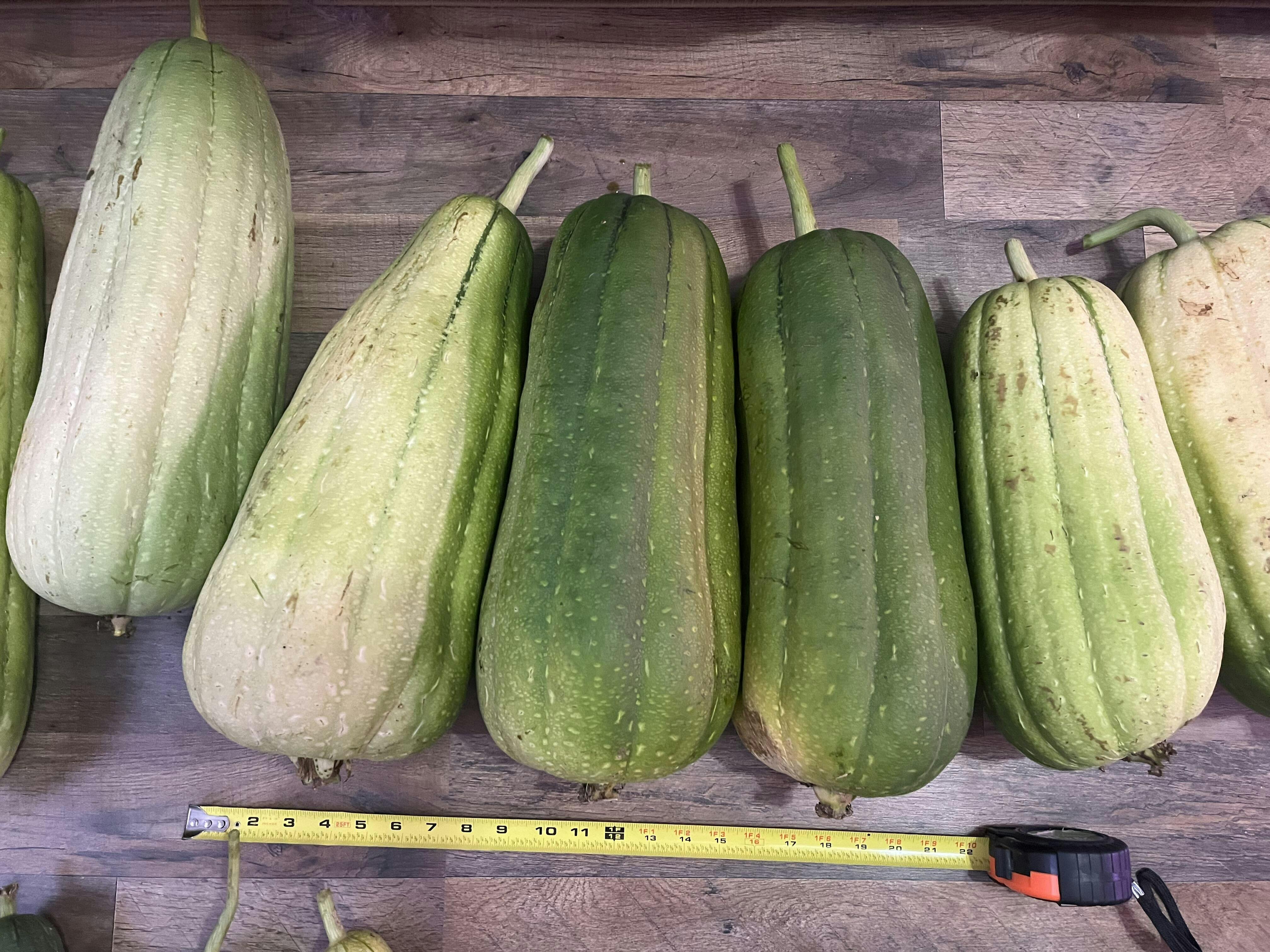 De Nouvelles Racines Pour Les Luffas