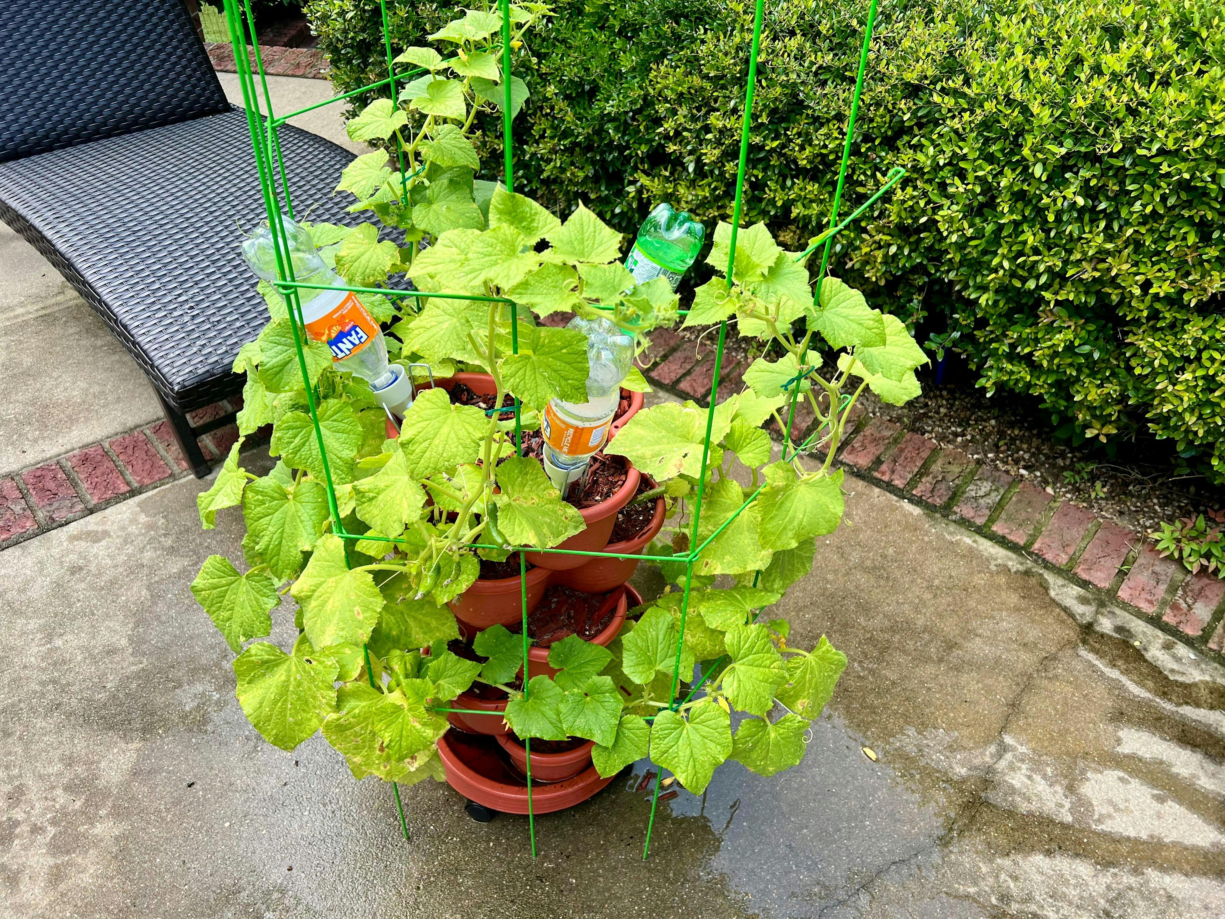未使用 Magic Cucumbers - Magic Crush No Name Naturally Imperfect Mini Cucumbers - 907 g | Zehrs