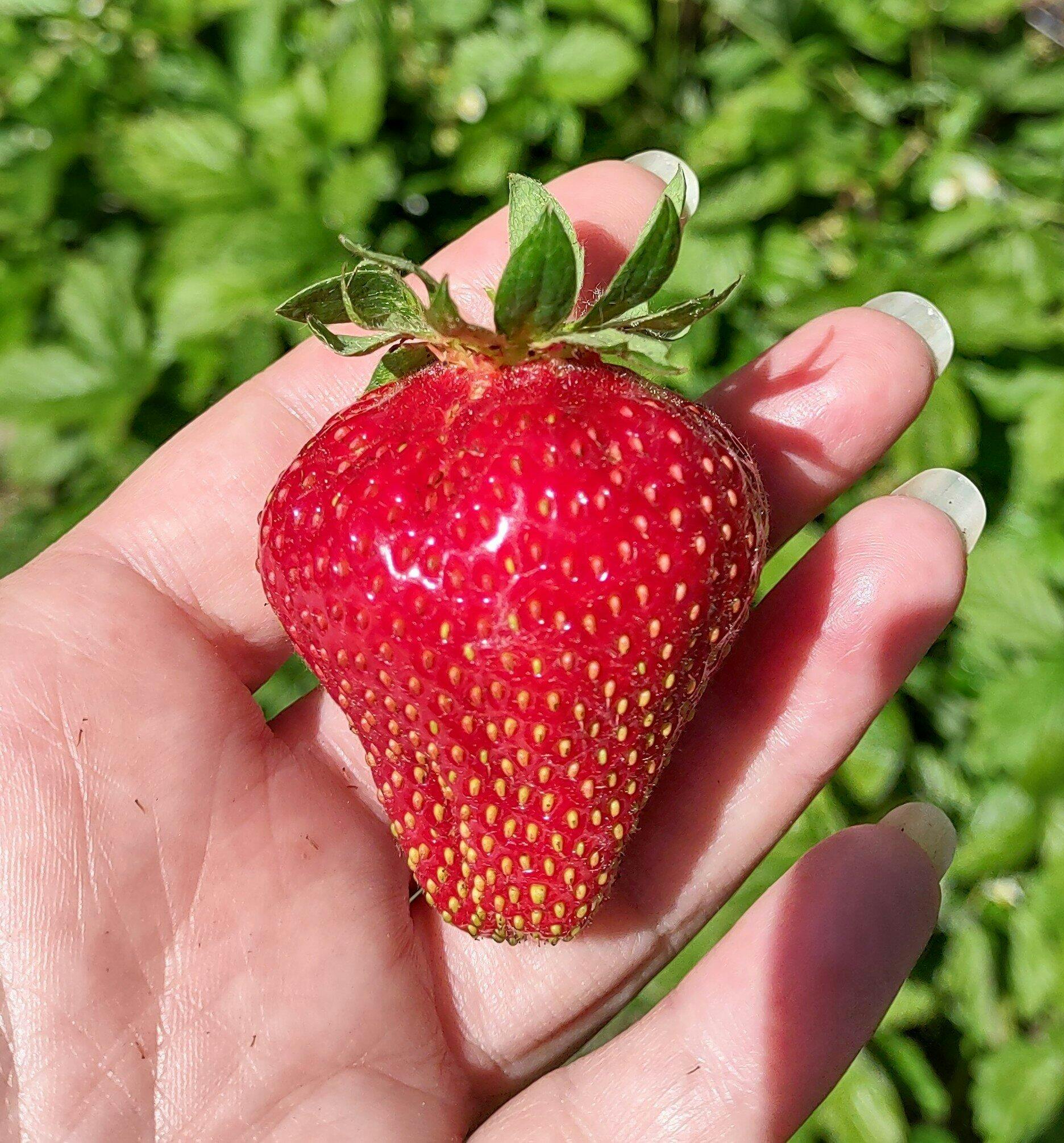 邦楽 STRAWBERRY FIELDS Lips Like Strawberry 邦楽 STRAWBERRY FIELDS Lips Like Strawberry