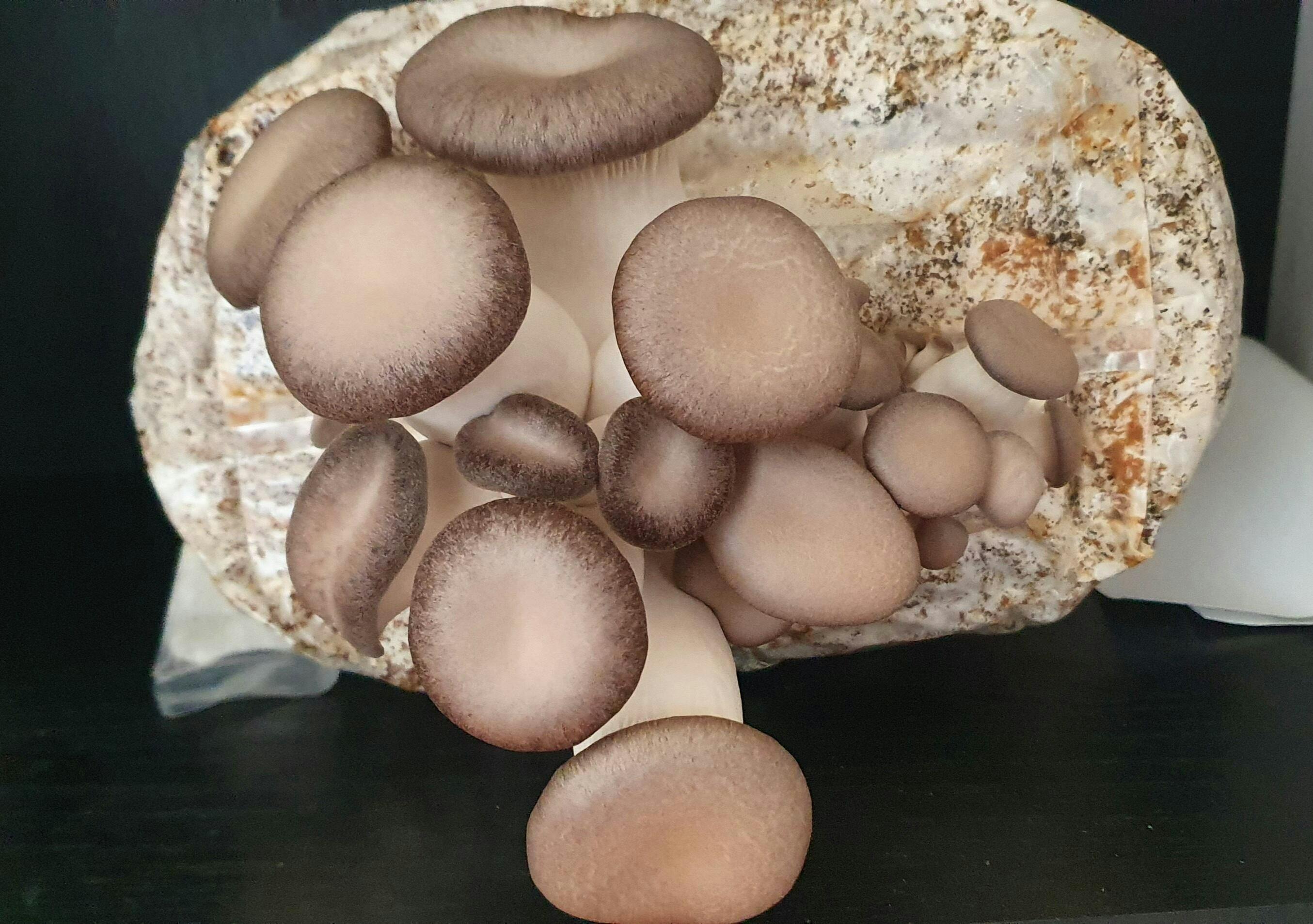 Black King Oyster Mushroom Grow Kit