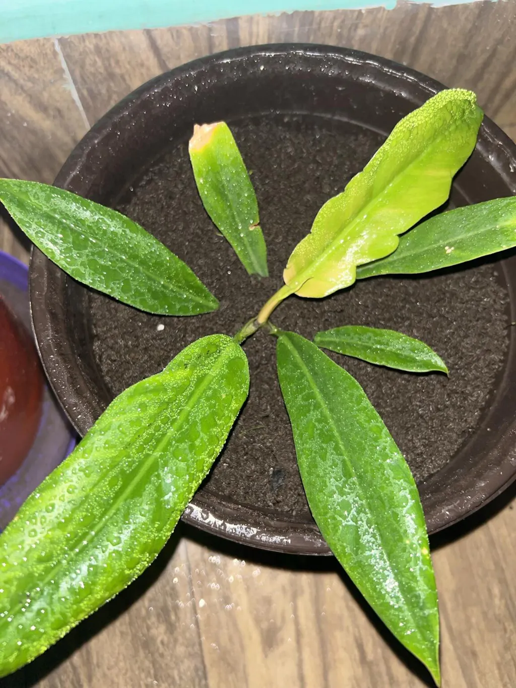 Philodendron Ring of Fire Plant Sapling (1Pc)