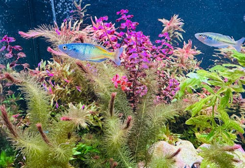 Chihiros Universal WRGB LED