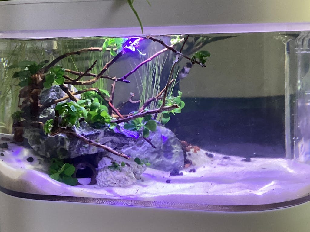 Anubias Bonsai Tissue Culture (Aquascaping Essentials)