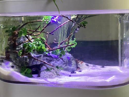 Anubias Bonsai Tissue Culture (Aquascaping Essentials)