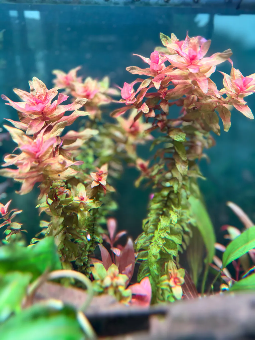 Chihiros Universal WRGB LED