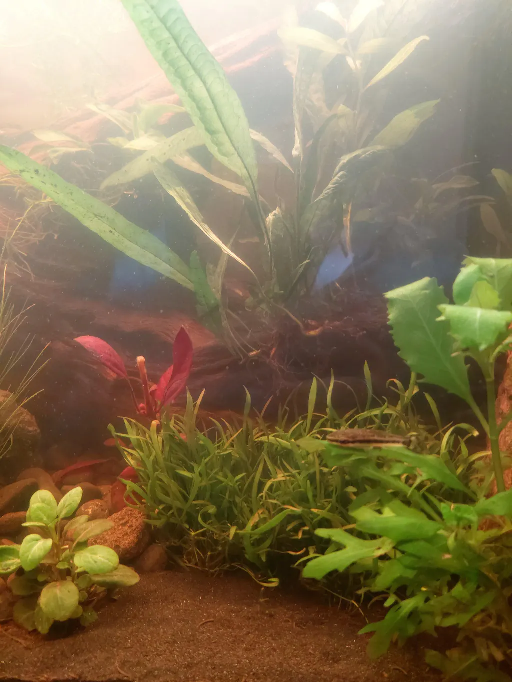 Cryptocoryne x Lucens Willisii