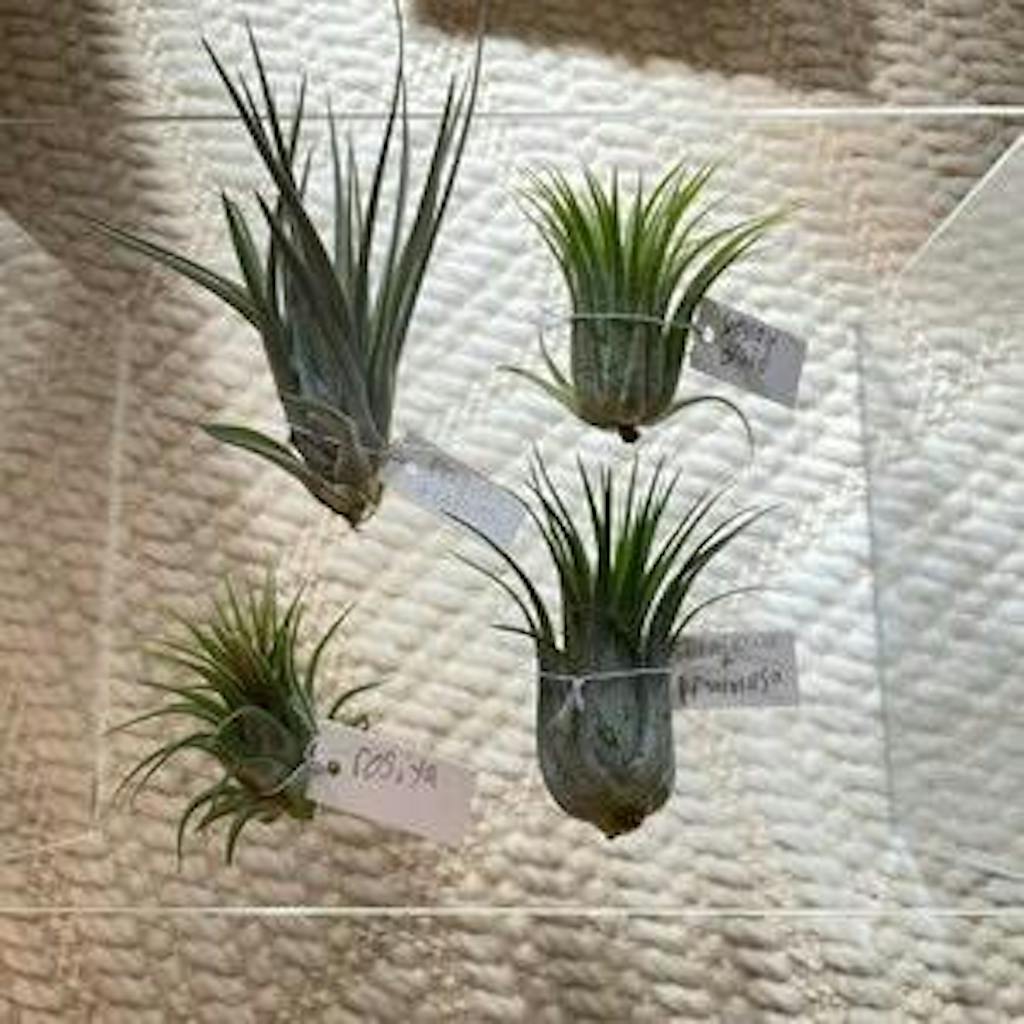 Tillandsia Plagiotropica Purple Form - Tillandsia Kamii - Unusual Air ...