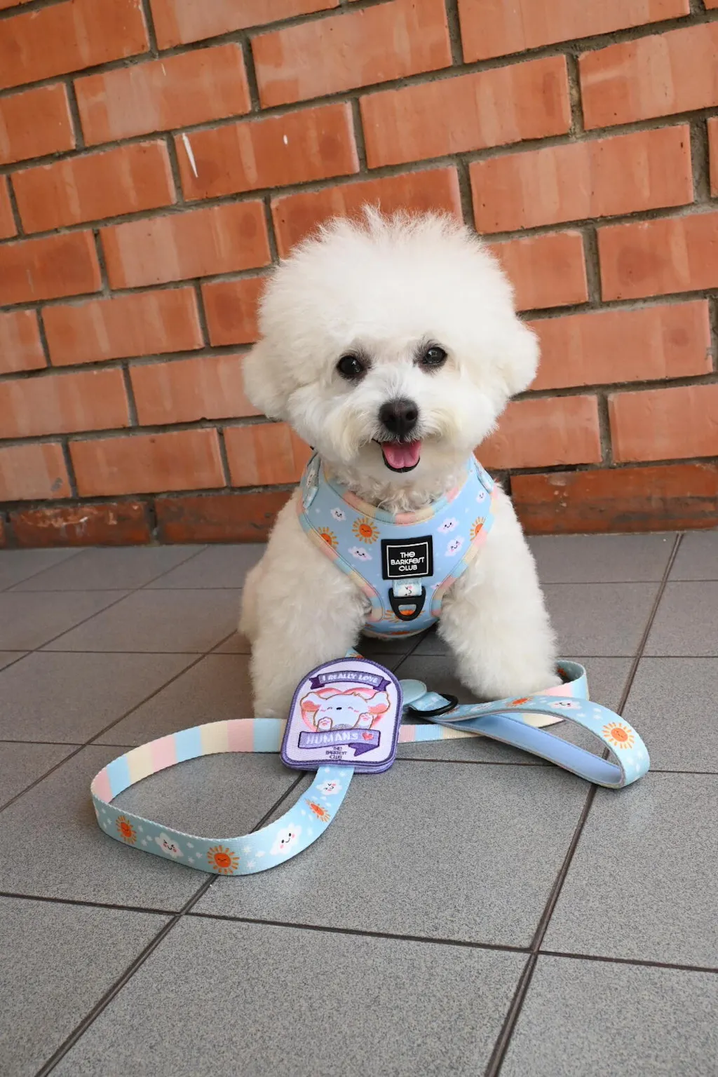 SUNNY-SIDE PUP | Bundle