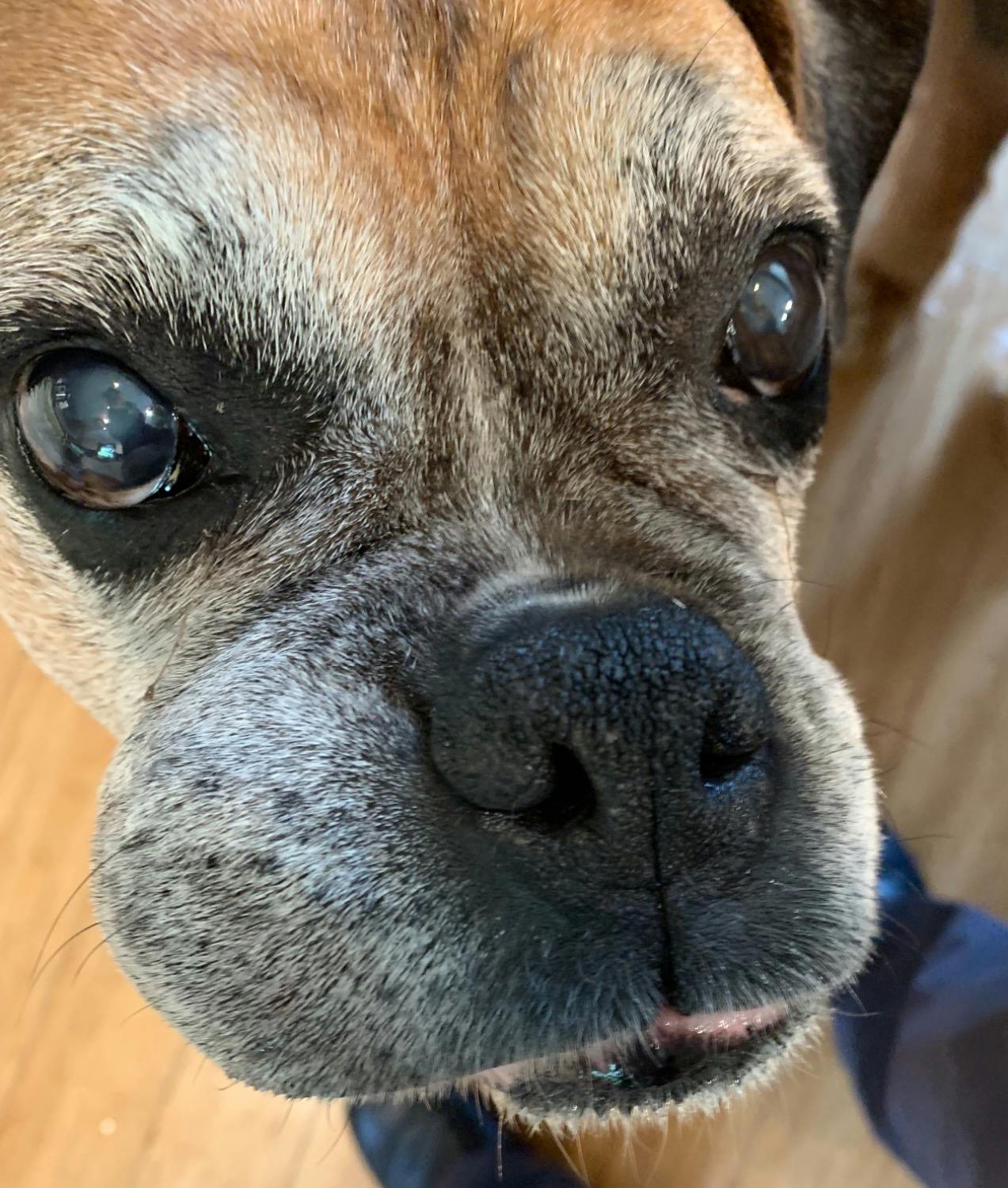hyperkeratosis boxer nose