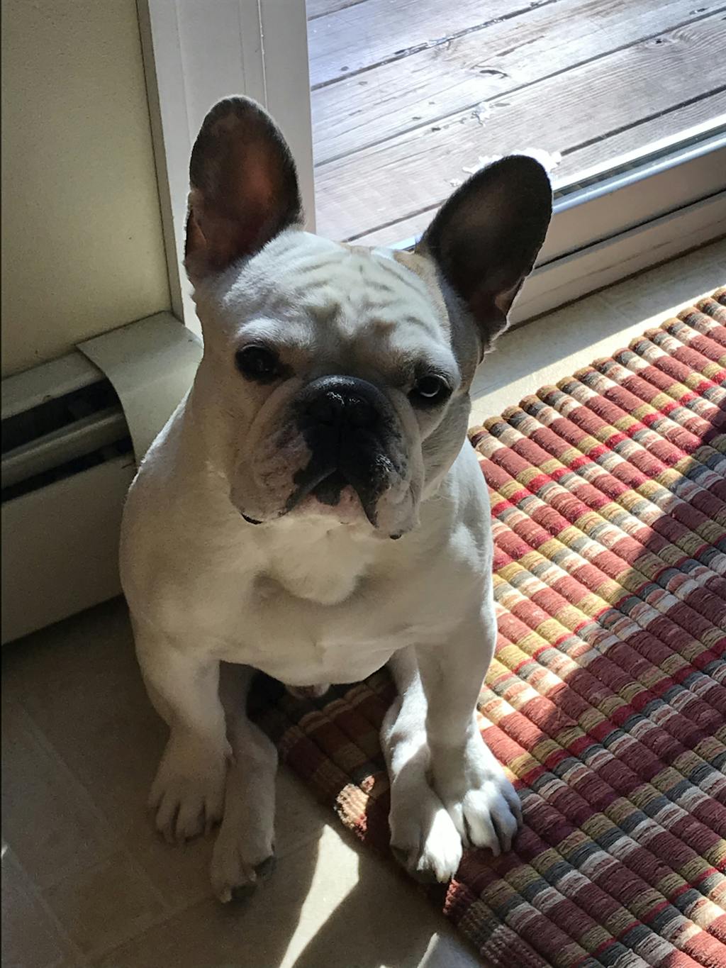 French Bulldog Nose Butter® Moisture for Your Frenchies's Dry Nose