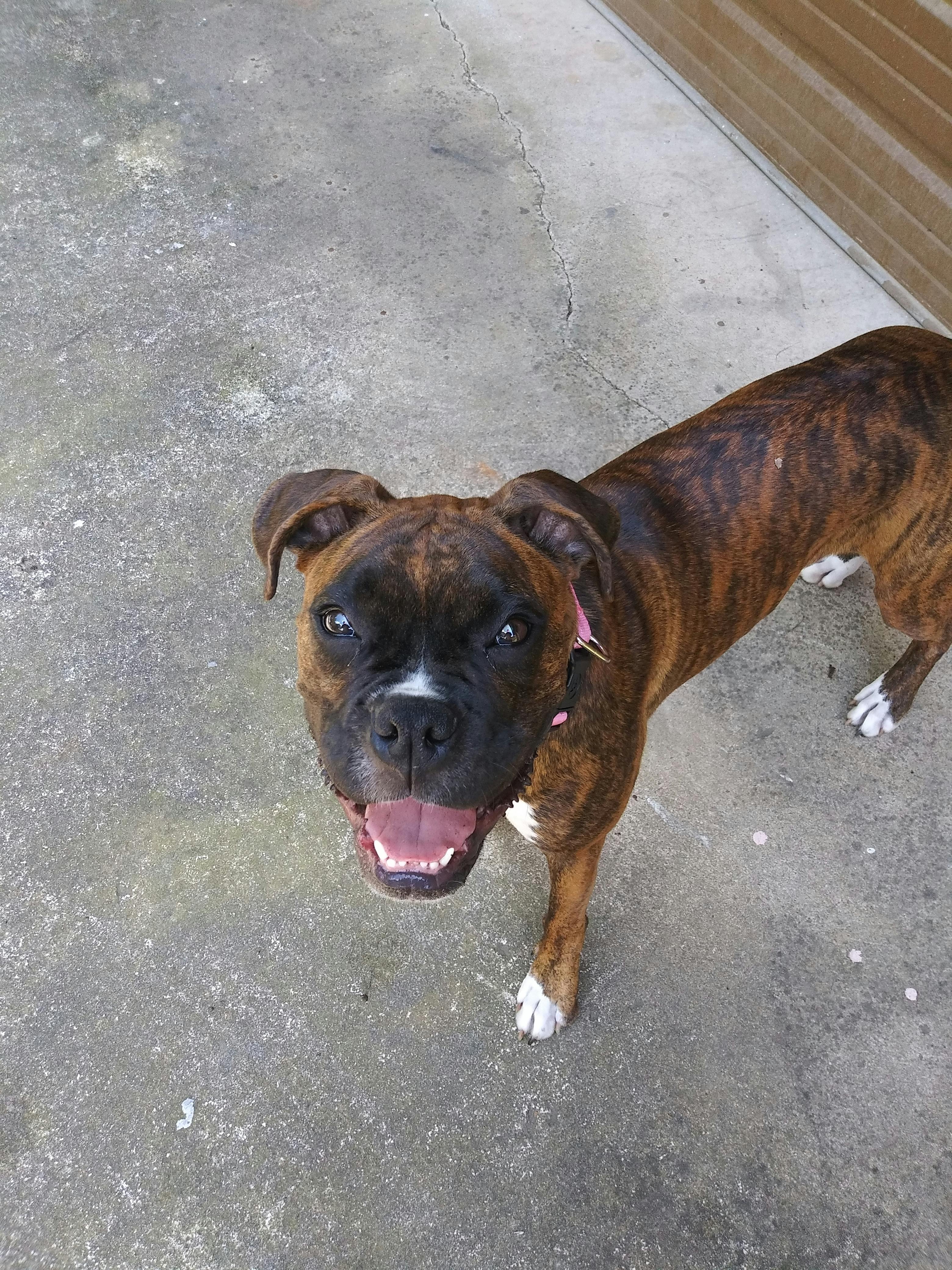 boxer long snout