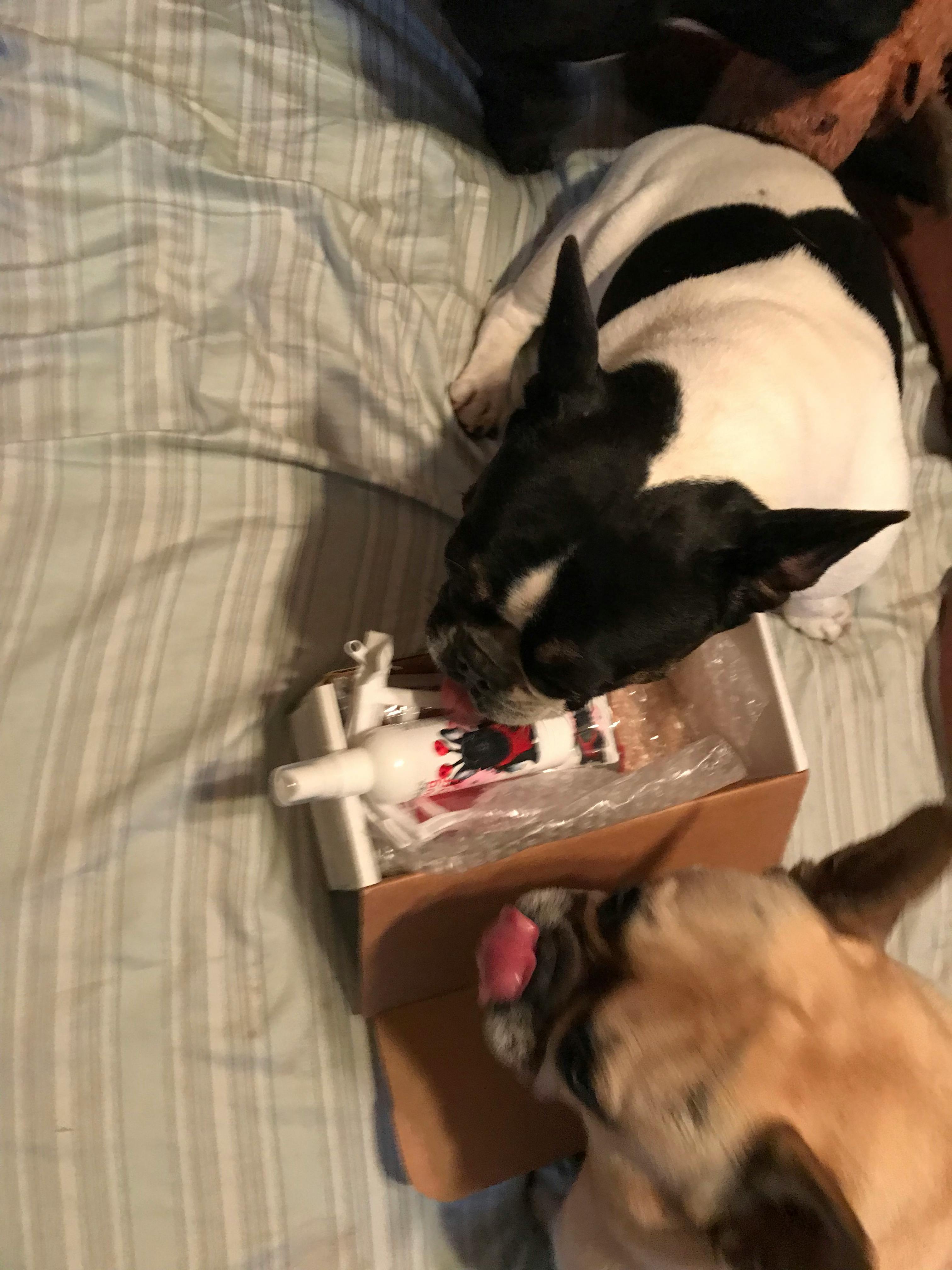 lust buster petsmart