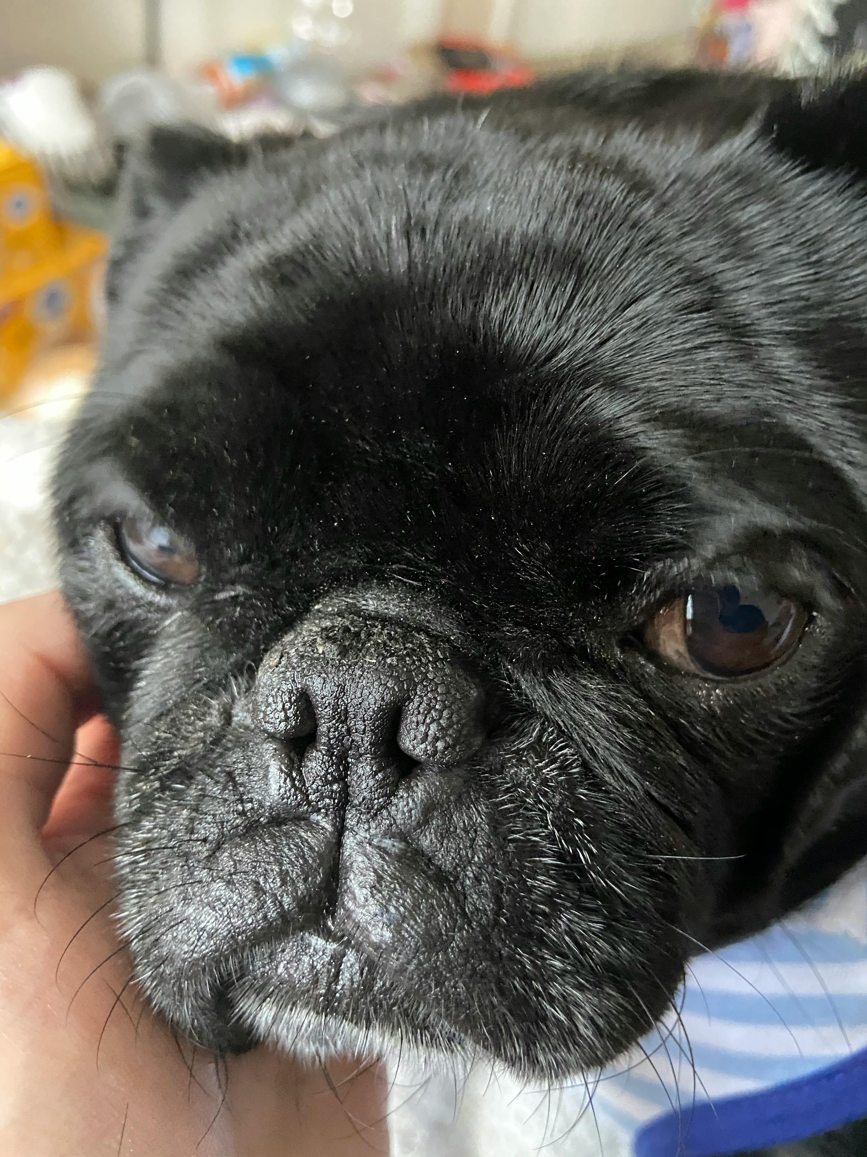 pug nose
