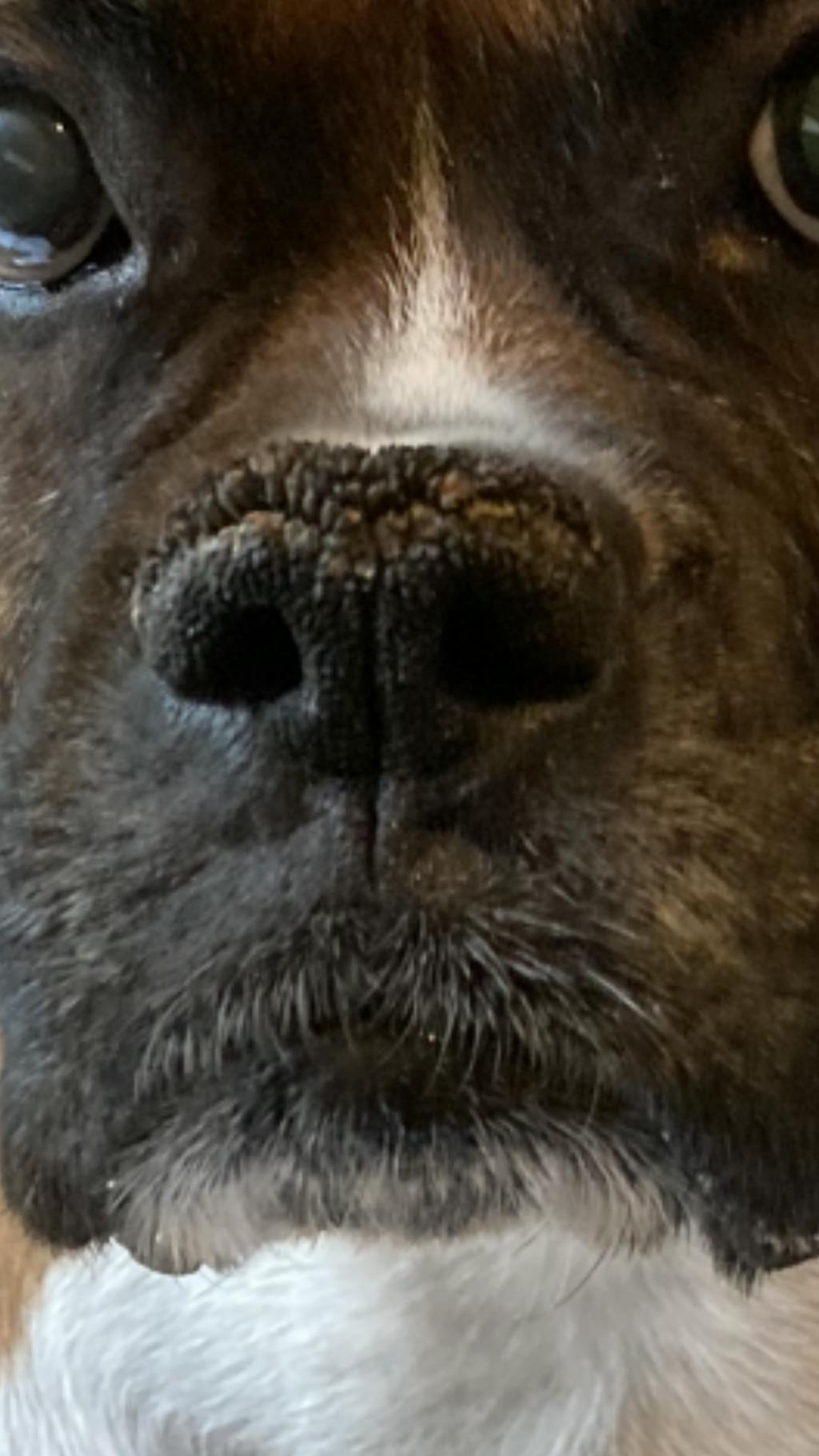 Boxer Nose Butter® Moisturizer for Your Boxer Dog's Dry, Crusty Nose