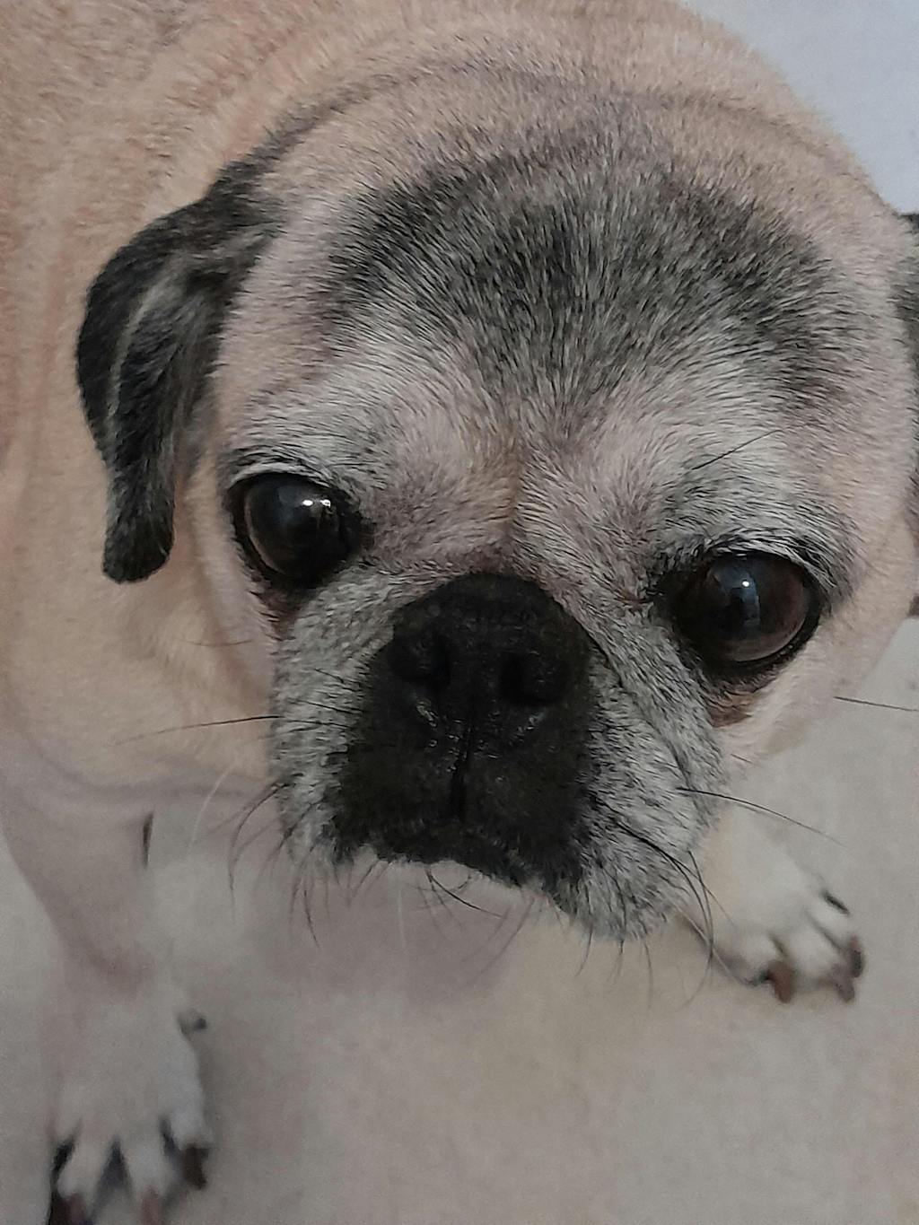 My Dog Pug Losing Hair Pug Losing Hair Mange My Sale Pug Is Losing