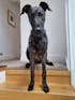The Delicious Dog Food Company Grain Free Chicken & Sweet Potato Puppy