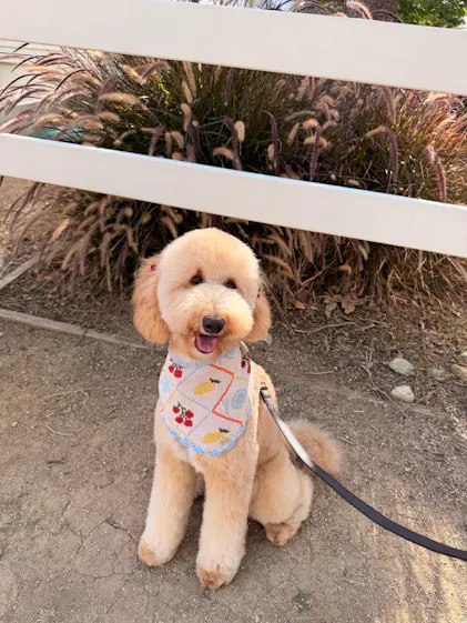 BANDANA | HEARTLAND TEDDY – The Deluxe Pup