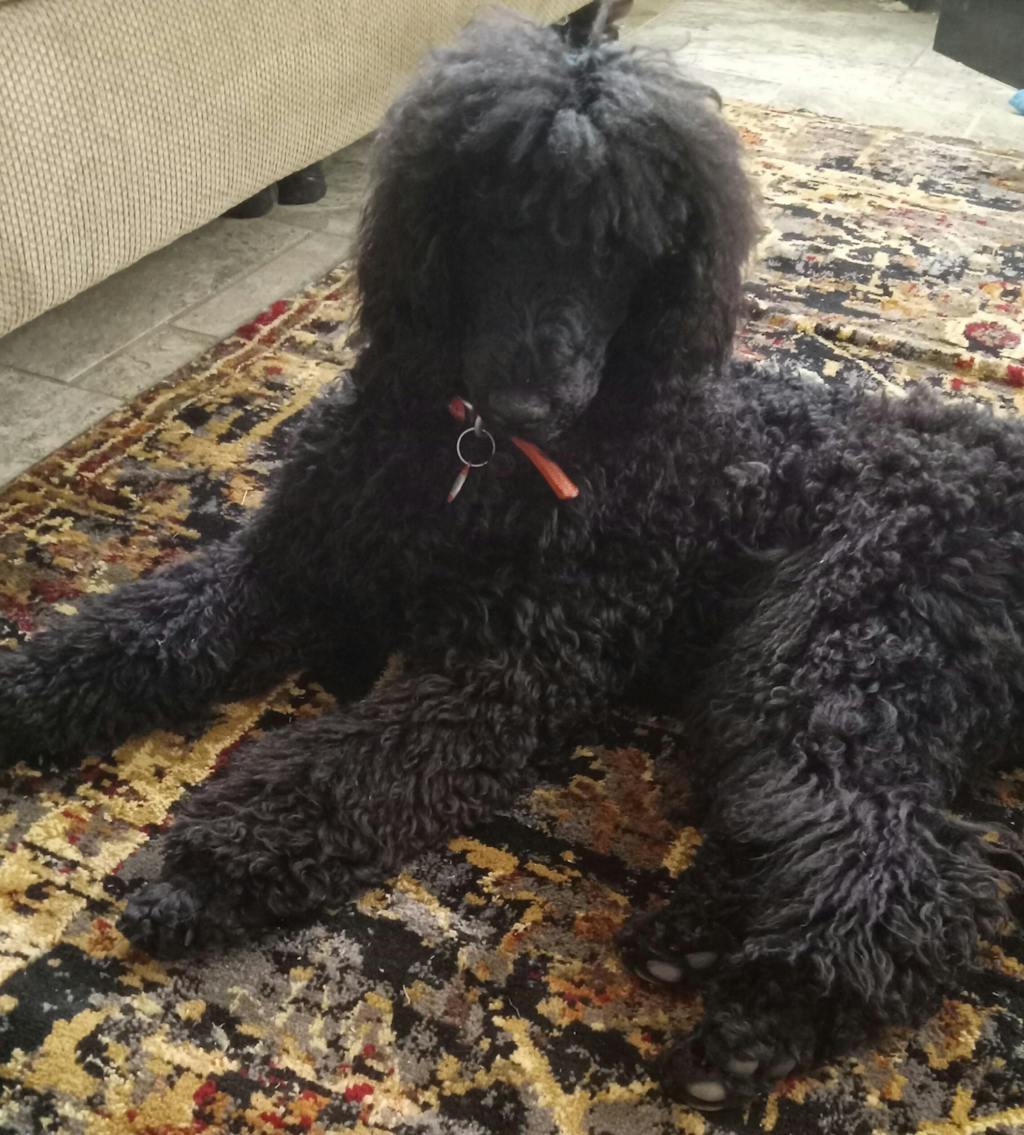 The Ultimate Homemade Dog & Puppy Food Recipe Book The Dog Nutritionist